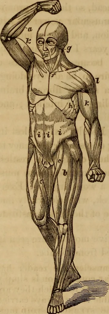 An illustration from Human science, or, Phrenology : its principles, proofs, faculties, organs, temperaments, combinations, conditions, teachings, philosophies, etc., etc. : as applied to health, its values, laws, functions, organs, means, preservation, restoration, etc. : mental philosophy, human and self improvement, civilization, home, country, commerce, rights, duties, ethics, etc. : God, His existence, attributes, laws, worship, natural theology, etc. : immortality, its evidences, conditions, relations to time, rewards, punishments, sin, faith, prayer, etc. : intellect, memory, juvenile and self education, literature, mental discipline, the senses, sciences, arts, avocations, a perfect life, etc., etc., etc., 1873, leaf 591