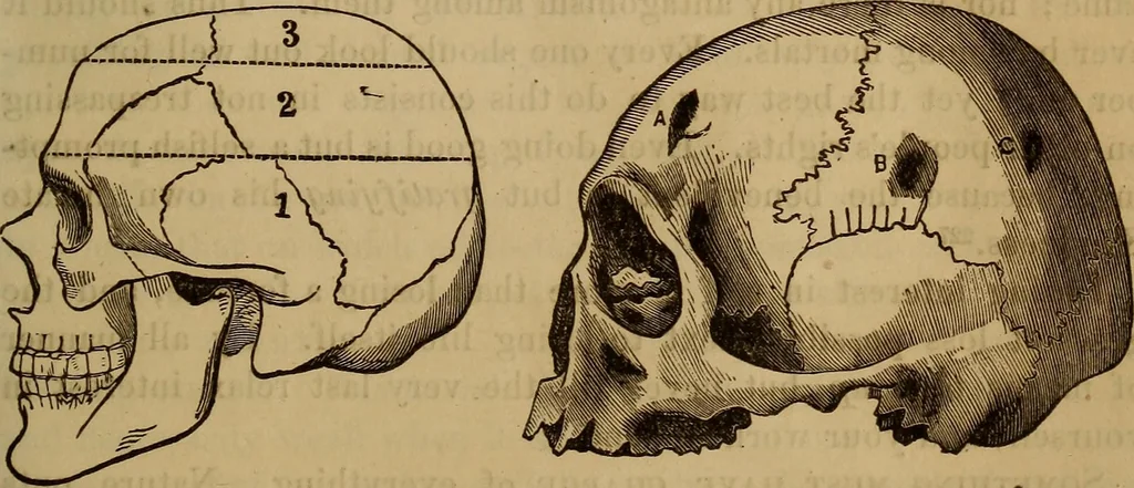 An illustration from Human science, or, Phrenology : its principles, proofs, faculties, organs, temperaments, combinations, conditions, teachings, philosophies, etc., etc. : as applied to health, its values, laws, functions, organs, means, preservation, restoration, etc. : mental philosophy, human and self improvement, civilization, home, country, commerce, rights, duties, ethics, etc. : God, His existence, attributes, laws, worship, natural theology, etc. : immortality, its evidences, conditions, relations to time, rewards, punishments, sin, faith, prayer, etc. : intellect, memory, juvenile and self education, literature, mental discipline, the senses, sciences, arts, avocations, a perfect life, etc., etc., etc., 1873, leaf 652