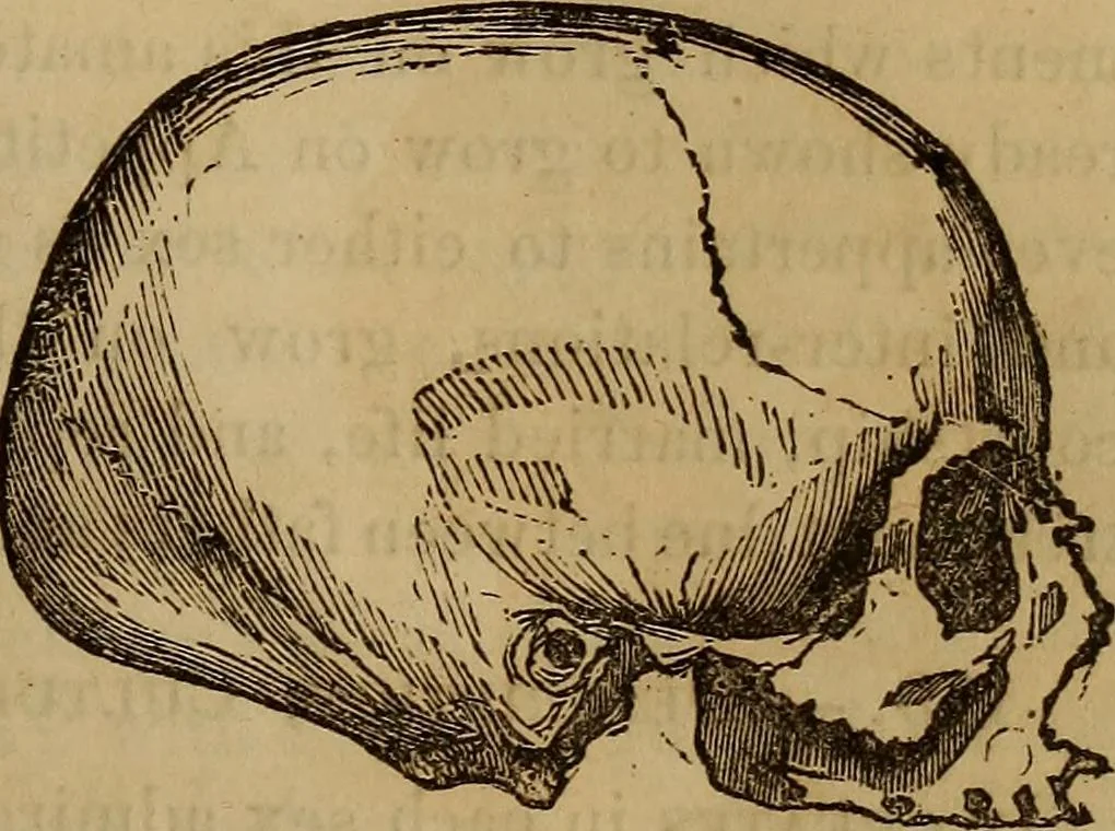 An illustration from Human science, or, Phrenology : its principles, proofs, faculties, organs, temperaments, combinations, conditions, teachings, philosophies, etc., etc. : as applied to health, its values, laws, functions, organs, means, preservation, restoration, etc. : mental philosophy, human and self improvement, civilization, home, country, commerce, rights, duties, ethics, etc. : God, His existence, attributes, laws, worship, natural theology, etc. : immortality, its evidences, conditions, relations to time, rewards, punishments, sin, faith, prayer, etc. : intellect, memory, juvenile and self education, literature, mental discipline, the senses, sciences, arts, avocations, a perfect life, etc., etc., etc., 1873, leaf 706