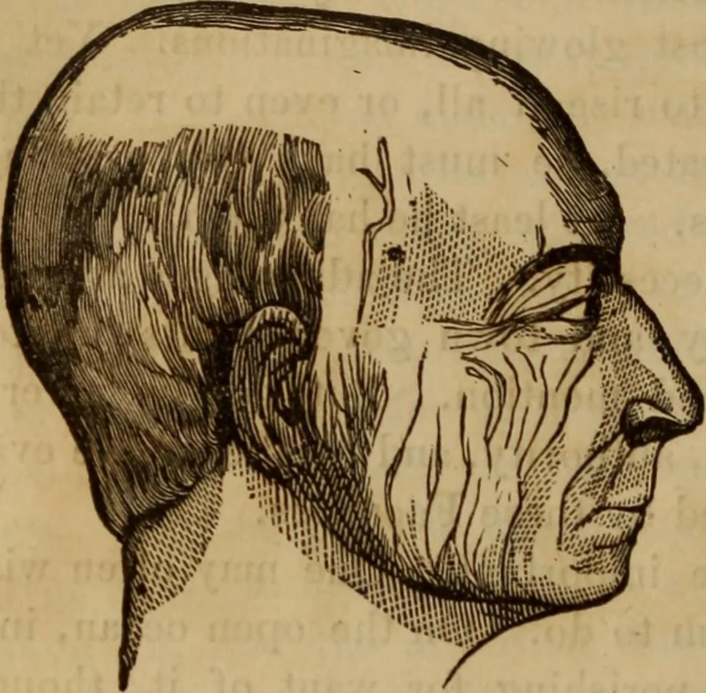 An illustration from Human science, or, Phrenology : its principles, proofs, faculties, organs, temperaments, combinations, conditions, teachings, philosophies, etc., etc. : as applied to health, its values, laws, functions, organs, means, preservation, restoration, etc. : mental philosophy, human and self improvement, civilization, home, country, commerce, rights, duties, ethics, etc. : God, His existence, attributes, laws, worship, natural theology, etc. : immortality, its evidences, conditions, relations to time, rewards, punishments, sin, faith, prayer, etc. : intellect, memory, juvenile and self education, literature, mental discipline, the senses, sciences, arts, avocations, a perfect life, etc., etc., etc., 1873, leaf 749