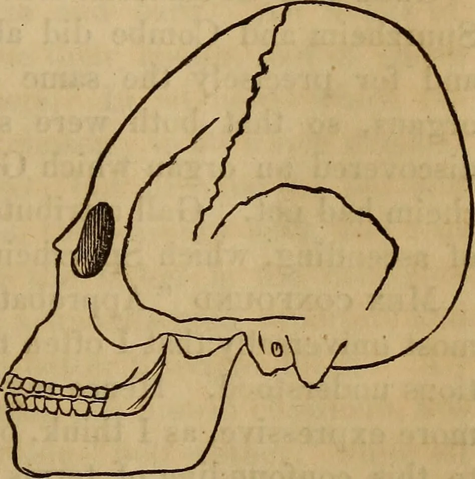 An illustration from Human science, or, Phrenology : its principles, proofs, faculties, organs, temperaments, combinations, conditions, teachings, philosophies, etc., etc. : as applied to health, its values, laws, functions, organs, means, preservation, restoration, etc. : mental philosophy, human and self improvement, civilization, home, country, commerce, rights, duties, ethics, etc. : God, His existence, attributes, laws, worship, natural theology, etc. : immortality, its evidences, conditions, relations to time, rewards, punishments, sin, faith, prayer, etc. : intellect, memory, juvenile and self education, literature, mental discipline, the senses, sciences, arts, avocations, a perfect life, etc., etc., etc., 1873, leaf 774