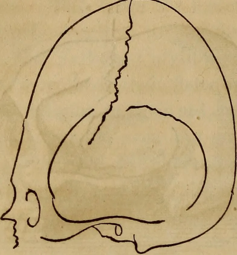 An illustration from Human science, or, Phrenology : its principles, proofs, faculties, organs, temperaments, combinations, conditions, teachings, philosophies, etc., etc. : as applied to health, its values, laws, functions, organs, means, preservation, restoration, etc. : mental philosophy, human and self improvement, civilization, home, country, commerce, rights, duties, ethics, etc. : God, His existence, attributes, laws, worship, natural theology, etc. : immortality, its evidences, conditions, relations to time, rewards, punishments, sin, faith, prayer, etc. : intellect, memory, juvenile and self education, literature, mental discipline, the senses, sciences, arts, avocations, a perfect life, etc., etc., etc., 1873, leaf 807