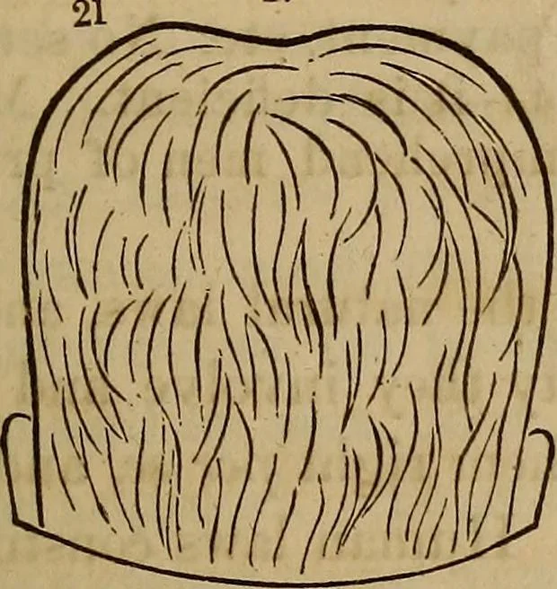 An illustration from Human science, or, Phrenology : its principles, proofs, faculties, organs, temperaments, combinations, conditions, teachings, philosophies, etc., etc. : as applied to health, its values, laws, functions, organs, means, preservation, restoration, etc. : mental philosophy, human and self improvement, civilization, home, country, commerce, rights, duties, ethics, etc. : God, His existence, attributes, laws, worship, natural theology, etc. : immortality, its evidences, conditions, relations to time, rewards, punishments, sin, faith, prayer, etc. : intellect, memory, juvenile and self education, literature, mental discipline, the senses, sciences, arts, avocations, a perfect life, etc., etc., etc., 1873, leaf 926