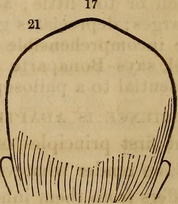 An illustration from Human science, or, Phrenology : its principles, proofs, faculties, organs, temperaments, combinations, conditions, teachings, philosophies, etc., etc. : as applied to health, its values, laws, functions, organs, means, preservation, restoration, etc. : mental philosophy, human and self improvement, civilization, home, country, commerce, rights, duties, ethics, etc. : God, His existence, attributes, laws, worship, natural theology, etc. : immortality, its evidences, conditions, relations to time, rewards, punishments, sin, faith, prayer, etc. : intellect, memory, juvenile and self education, literature, mental discipline, the senses, sciences, arts, avocations, a perfect life, etc., etc., etc., 1873, leaf 926