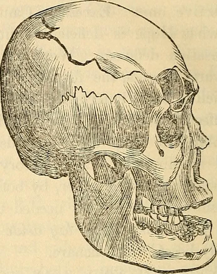 An illustration from Human science or phrenology. Its principles, proofs, faculties, organs, temperaments, combinations, conditions, teachings, philosophies, etc., etc. as applied to health. Its value, laws, functions, organs, means, preservation, restoration, etc. Mental philosophy, human and self improvement, civilization, home country, commerce rights, duties, ethics, etc. God, His existence, attributes, laws, worship, natural theology, etc. Immortality, its evidences, conditions, relations to time, rewards, punishments, sin, faith, prayer, etc. Intellect, memory, juvenile and self education, literature, mental discipline, the senses, sciences, arts, avocations, a perfect life, etc., etc, 1880, leaf 1217