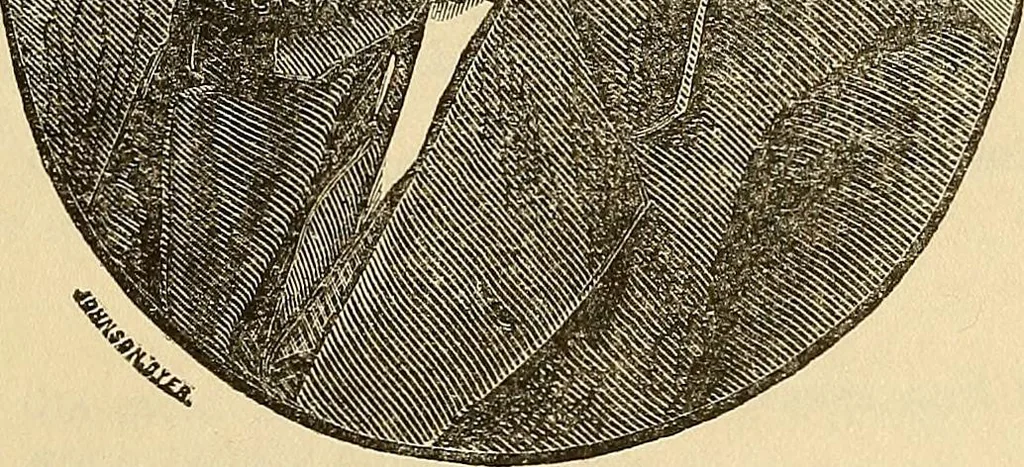 An illustration from Human science or phrenology. Its principles, proofs, faculties, organs, temperaments, combinations, conditions, teachings, philosophies, etc., etc. as applied to health. Its value, laws, functions, organs, means, preservation, restoration, etc. Mental philosophy, human and self improvement, civilization, home country, commerce rights, duties, ethics, etc. God, His existence, attributes, laws, worship, natural theology, etc. Immortality, its evidences, conditions, relations to time, rewards, punishments, sin, faith, prayer, etc. Intellect, memory, juvenile and self education, literature, mental discipline, the senses, sciences, arts, avocations, a perfect life, etc., etc, 1880, leaf 1220