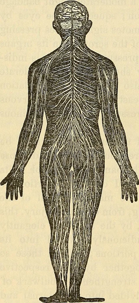 An illustration from Human science or phrenology. Its principles, proofs, faculties, organs, temperaments, combinations, conditions, teachings, philosophies, etc., etc. as applied to health. Its value, laws, functions, organs, means, preservation, restoration, etc. Mental philosophy, human and self improvement, civilization, home country, commerce rights, duties, ethics, etc. God, His existence, attributes, laws, worship, natural theology, etc. Immortality, its evidences, conditions, relations to time, rewards, punishments, sin, faith, prayer, etc. Intellect, memory, juvenile and self education, literature, mental discipline, the senses, sciences, arts, avocations, a perfect life, etc., etc, 1880, leaf 161