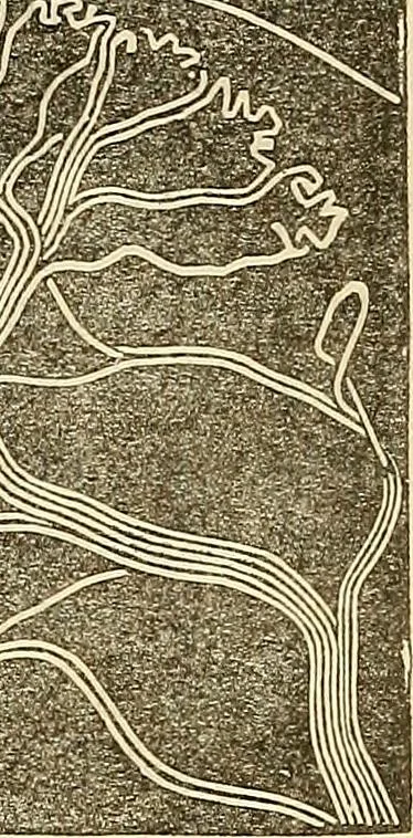 An illustration from Human science or phrenology. Its principles, proofs, faculties, organs, temperaments, combinations, conditions, teachings, philosophies, etc., etc. as applied to health. Its value, laws, functions, organs, means, preservation, restoration, etc. Mental philosophy, human and self improvement, civilization, home country, commerce rights, duties, ethics, etc. God, His existence, attributes, laws, worship, natural theology, etc. Immortality, its evidences, conditions, relations to time, rewards, punishments, sin, faith, prayer, etc. Intellect, memory, juvenile and self education, literature, mental discipline, the senses, sciences, arts, avocations, a perfect life, etc., etc, 1880, leaf 162