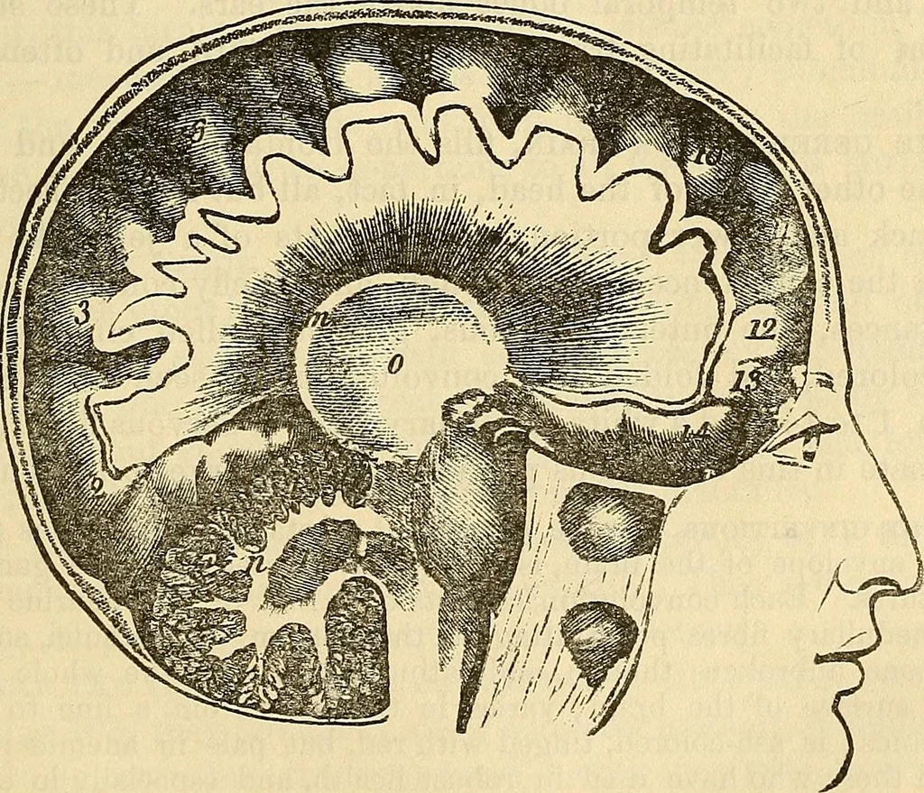 An illustration from Human science or phrenology. Its principles, proofs, faculties, organs, temperaments, combinations, conditions, teachings, philosophies, etc., etc. as applied to health. Its value, laws, functions, organs, means, preservation, restoration, etc. Mental philosophy, human and self improvement, civilization, home country, commerce rights, duties, ethics, etc. God, His existence, attributes, laws, worship, natural theology, etc. Immortality, its evidences, conditions, relations to time, rewards, punishments, sin, faith, prayer, etc. Intellect, memory, juvenile and self education, literature, mental discipline, the senses, sciences, arts, avocations, a perfect life, etc., etc, 1880, leaf 162