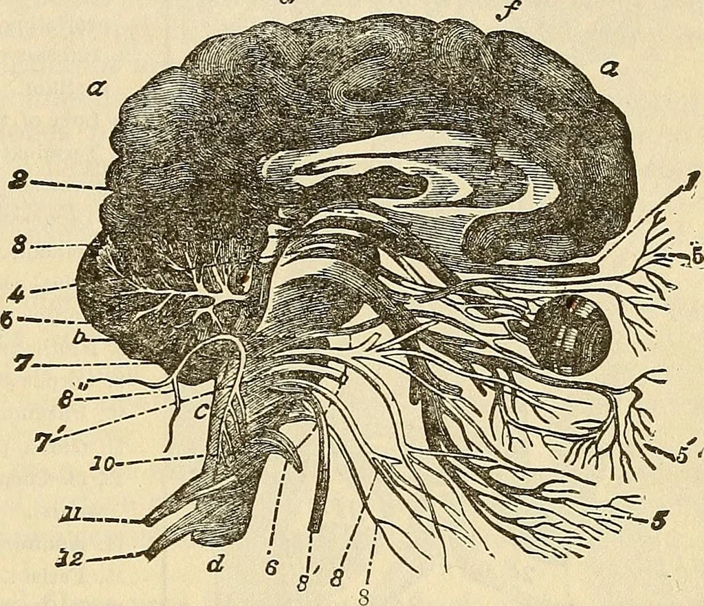An illustration from Human science or phrenology. Its principles, proofs, faculties, organs, temperaments, combinations, conditions, teachings, philosophies, etc., etc. as applied to health. Its value, laws, functions, organs, means, preservation, restoration, etc. Mental philosophy, human and self improvement, civilization, home country, commerce rights, duties, ethics, etc. God, His existence, attributes, laws, worship, natural theology, etc. Immortality, its evidences, conditions, relations to time, rewards, punishments, sin, faith, prayer, etc. Intellect, memory, juvenile and self education, literature, mental discipline, the senses, sciences, arts, avocations, a perfect life, etc., etc, 1880, leaf 168