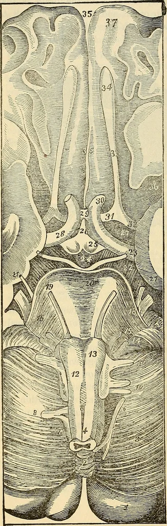 An illustration from Human science or phrenology. Its principles, proofs, faculties, organs, temperaments, combinations, conditions, teachings, philosophies, etc., etc. as applied to health. Its value, laws, functions, organs, means, preservation, restoration, etc. Mental philosophy, human and self improvement, civilization, home country, commerce rights, duties, ethics, etc. God, His existence, attributes, laws, worship, natural theology, etc. Immortality, its evidences, conditions, relations to time, rewards, punishments, sin, faith, prayer, etc. Intellect, memory, juvenile and self education, literature, mental discipline, the senses, sciences, arts, avocations, a perfect life, etc., etc, 1880, leaf 169