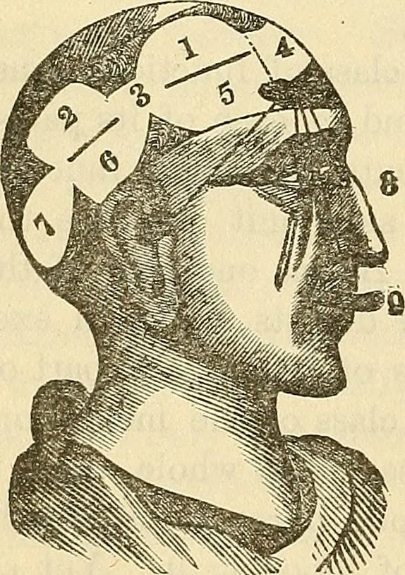 An illustration from Human science or phrenology. Its principles, proofs, faculties, organs, temperaments, combinations, conditions, teachings, philosophies, etc., etc. as applied to health. Its value, laws, functions, organs, means, preservation, restoration, etc. Mental philosophy, human and self improvement, civilization, home country, commerce rights, duties, ethics, etc. God, His existence, attributes, laws, worship, natural theology, etc. Immortality, its evidences, conditions, relations to time, rewards, punishments, sin, faith, prayer, etc. Intellect, memory, juvenile and self education, literature, mental discipline, the senses, sciences, arts, avocations, a perfect life, etc., etc, 1880, leaf 181