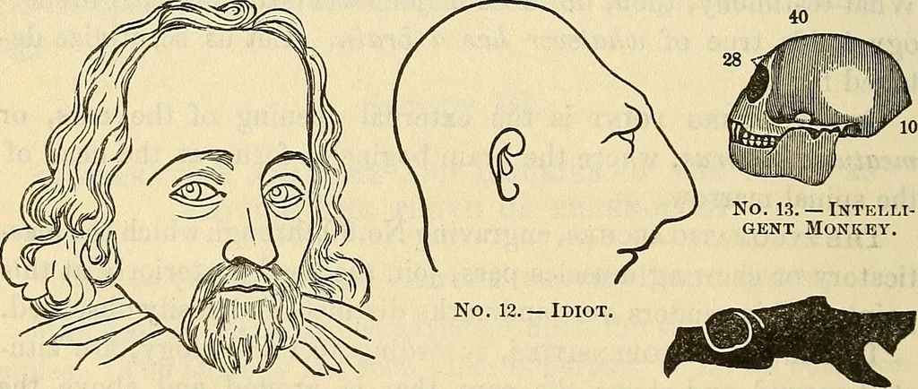 An illustration from Human science or phrenology. Its principles, proofs, faculties, organs, temperaments, combinations, conditions, teachings, philosophies, etc., etc. as applied to health. Its value, laws, functions, organs, means, preservation, restoration, etc. Mental philosophy, human and self improvement, civilization, home country, commerce rights, duties, ethics, etc. God, His existence, attributes, laws, worship, natural theology, etc. Immortality, its evidences, conditions, relations to time, rewards, punishments, sin, faith, prayer, etc. Intellect, memory, juvenile and self education, literature, mental discipline, the senses, sciences, arts, avocations, a perfect life, etc., etc, 1880, leaf 195