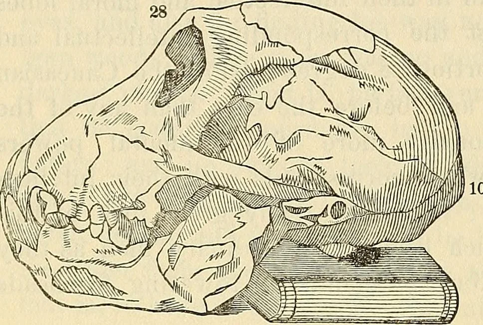 An illustration from Human science or phrenology. Its principles, proofs, faculties, organs, temperaments, combinations, conditions, teachings, philosophies, etc., etc. as applied to health. Its value, laws, functions, organs, means, preservation, restoration, etc. Mental philosophy, human and self improvement, civilization, home country, commerce rights, duties, ethics, etc. God, His existence, attributes, laws, worship, natural theology, etc. Immortality, its evidences, conditions, relations to time, rewards, punishments, sin, faith, prayer, etc. Intellect, memory, juvenile and self education, literature, mental discipline, the senses, sciences, arts, avocations, a perfect life, etc., etc, 1880, leaf 199