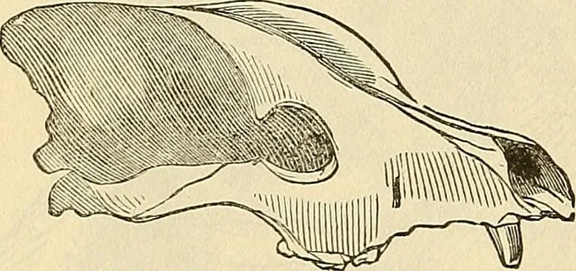 An illustration from Human science or phrenology. Its principles, proofs, faculties, organs, temperaments, combinations, conditions, teachings, philosophies, etc., etc. as applied to health. Its value, laws, functions, organs, means, preservation, restoration, etc. Mental philosophy, human and self improvement, civilization, home country, commerce rights, duties, ethics, etc. God, His existence, attributes, laws, worship, natural theology, etc. Immortality, its evidences, conditions, relations to time, rewards, punishments, sin, faith, prayer, etc. Intellect, memory, juvenile and self education, literature, mental discipline, the senses, sciences, arts, avocations, a perfect life, etc., etc, 1880, leaf 199