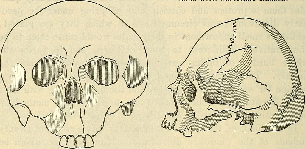 An illustration from Human science or phrenology. Its principles, proofs, faculties, organs, temperaments, combinations, conditions, teachings, philosophies, etc., etc. as applied to health. Its value, laws, functions, organs, means, preservation, restoration, etc. Mental philosophy, human and self improvement, civilization, home country, commerce rights, duties, ethics, etc. God, His existence, attributes, laws, worship, natural theology, etc. Immortality, its evidences, conditions, relations to time, rewards, punishments, sin, faith, prayer, etc. Intellect, memory, juvenile and self education, literature, mental discipline, the senses, sciences, arts, avocations, a perfect life, etc., etc, 1880, leaf 203