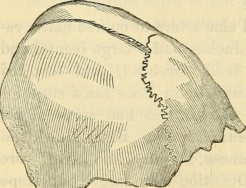 An illustration from Human science or phrenology. Its principles, proofs, faculties, organs, temperaments, combinations, conditions, teachings, philosophies, etc., etc. as applied to health. Its value, laws, functions, organs, means, preservation, restoration, etc. Mental philosophy, human and self improvement, civilization, home country, commerce rights, duties, ethics, etc. God, His existence, attributes, laws, worship, natural theology, etc. Immortality, its evidences, conditions, relations to time, rewards, punishments, sin, faith, prayer, etc. Intellect, memory, juvenile and self education, literature, mental discipline, the senses, sciences, arts, avocations, a perfect life, etc., etc, 1880, leaf 203