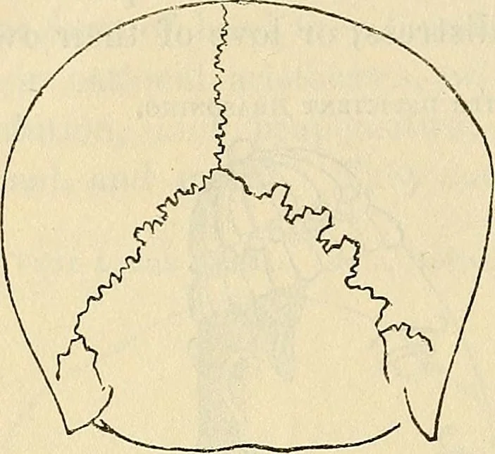 An illustration from Human science or phrenology. Its principles, proofs, faculties, organs, temperaments, combinations, conditions, teachings, philosophies, etc., etc. as applied to health. Its value, laws, functions, organs, means, preservation, restoration, etc. Mental philosophy, human and self improvement, civilization, home country, commerce rights, duties, ethics, etc. God, His existence, attributes, laws, worship, natural theology, etc. Immortality, its evidences, conditions, relations to time, rewards, punishments, sin, faith, prayer, etc. Intellect, memory, juvenile and self education, literature, mental discipline, the senses, sciences, arts, avocations, a perfect life, etc., etc, 1880, leaf 205