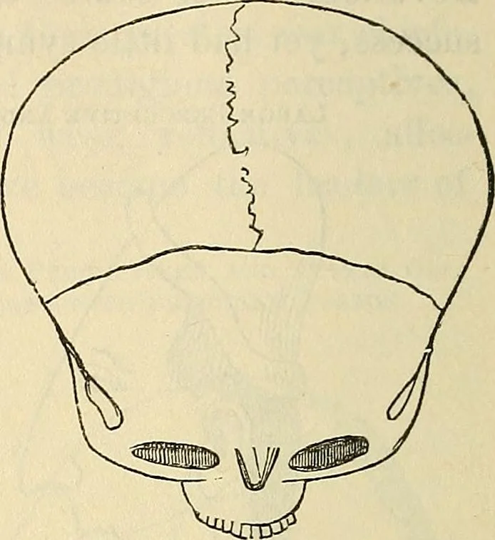An illustration from Human science or phrenology. Its principles, proofs, faculties, organs, temperaments, combinations, conditions, teachings, philosophies, etc., etc. as applied to health. Its value, laws, functions, organs, means, preservation, restoration, etc. Mental philosophy, human and self improvement, civilization, home country, commerce rights, duties, ethics, etc. God, His existence, attributes, laws, worship, natural theology, etc. Immortality, its evidences, conditions, relations to time, rewards, punishments, sin, faith, prayer, etc. Intellect, memory, juvenile and self education, literature, mental discipline, the senses, sciences, arts, avocations, a perfect life, etc., etc, 1880, leaf 205