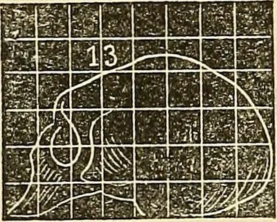 An illustration from Human science or phrenology. Its principles, proofs, faculties, organs, temperaments, combinations, conditions, teachings, philosophies, etc., etc. as applied to health. Its value, laws, functions, organs, means, preservation, restoration, etc. Mental philosophy, human and self improvement, civilization, home country, commerce rights, duties, ethics, etc. God, His existence, attributes, laws, worship, natural theology, etc. Immortality, its evidences, conditions, relations to time, rewards, punishments, sin, faith, prayer, etc. Intellect, memory, juvenile and self education, literature, mental discipline, the senses, sciences, arts, avocations, a perfect life, etc., etc, 1880, leaf 205