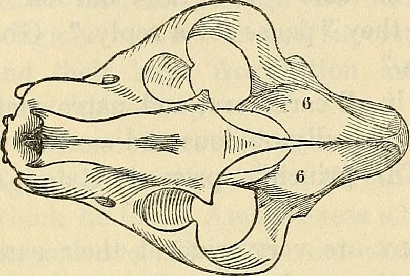 An illustration from Human science or phrenology. Its principles, proofs, faculties, organs, temperaments, combinations, conditions, teachings, philosophies, etc., etc. as applied to health. Its value, laws, functions, organs, means, preservation, restoration, etc. Mental philosophy, human and self improvement, civilization, home country, commerce rights, duties, ethics, etc. God, His existence, attributes, laws, worship, natural theology, etc. Immortality, its evidences, conditions, relations to time, rewards, punishments, sin, faith, prayer, etc. Intellect, memory, juvenile and self education, literature, mental discipline, the senses, sciences, arts, avocations, a perfect life, etc., etc, 1880, leaf 209