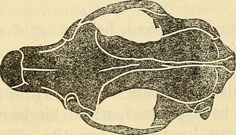 An illustration from Human science or phrenology. Its principles, proofs, faculties, organs, temperaments, combinations, conditions, teachings, philosophies, etc., etc. as applied to health. Its value, laws, functions, organs, means, preservation, restoration, etc. Mental philosophy, human and self improvement, civilization, home country, commerce rights, duties, ethics, etc. God, His existence, attributes, laws, worship, natural theology, etc. Immortality, its evidences, conditions, relations to time, rewards, punishments, sin, faith, prayer, etc. Intellect, memory, juvenile and self education, literature, mental discipline, the senses, sciences, arts, avocations, a perfect life, etc., etc, 1880, leaf 209