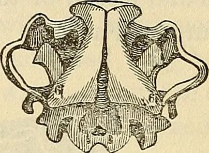 An illustration from Human science or phrenology. Its principles, proofs, faculties, organs, temperaments, combinations, conditions, teachings, philosophies, etc., etc. as applied to health. Its value, laws, functions, organs, means, preservation, restoration, etc. Mental philosophy, human and self improvement, civilization, home country, commerce rights, duties, ethics, etc. God, His existence, attributes, laws, worship, natural theology, etc. Immortality, its evidences, conditions, relations to time, rewards, punishments, sin, faith, prayer, etc. Intellect, memory, juvenile and self education, literature, mental discipline, the senses, sciences, arts, avocations, a perfect life, etc., etc, 1880, leaf 210