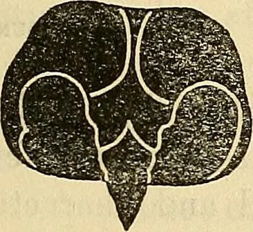An illustration from Human science or phrenology. Its principles, proofs, faculties, organs, temperaments, combinations, conditions, teachings, philosophies, etc., etc. as applied to health. Its value, laws, functions, organs, means, preservation, restoration, etc. Mental philosophy, human and self improvement, civilization, home country, commerce rights, duties, ethics, etc. God, His existence, attributes, laws, worship, natural theology, etc. Immortality, its evidences, conditions, relations to time, rewards, punishments, sin, faith, prayer, etc. Intellect, memory, juvenile and self education, literature, mental discipline, the senses, sciences, arts, avocations, a perfect life, etc., etc, 1880, leaf 210