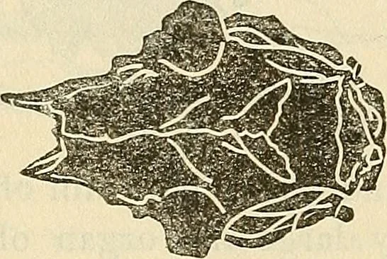 An illustration from Human science or phrenology. Its principles, proofs, faculties, organs, temperaments, combinations, conditions, teachings, philosophies, etc., etc. as applied to health. Its value, laws, functions, organs, means, preservation, restoration, etc. Mental philosophy, human and self improvement, civilization, home country, commerce rights, duties, ethics, etc. God, His existence, attributes, laws, worship, natural theology, etc. Immortality, its evidences, conditions, relations to time, rewards, punishments, sin, faith, prayer, etc. Intellect, memory, juvenile and self education, literature, mental discipline, the senses, sciences, arts, avocations, a perfect life, etc., etc, 1880, leaf 211
