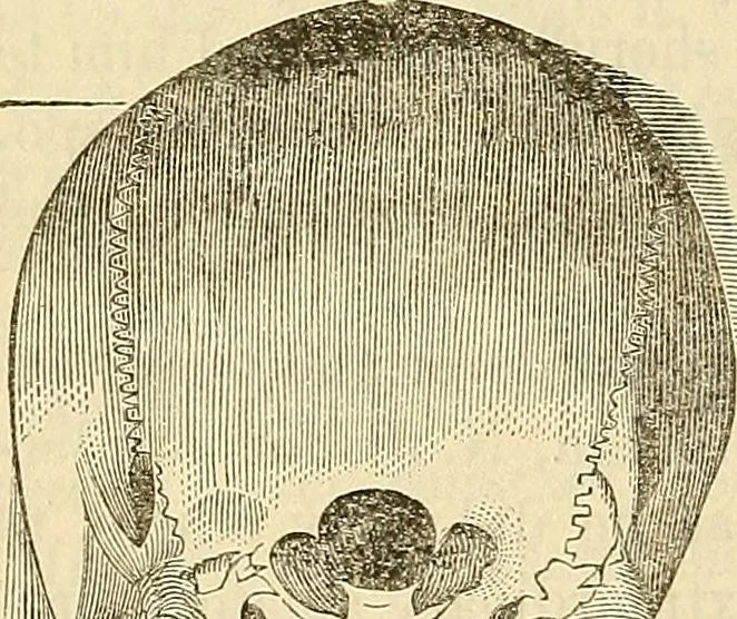 An illustration from Human science or phrenology. Its principles, proofs, faculties, organs, temperaments, combinations, conditions, teachings, philosophies, etc., etc. as applied to health. Its value, laws, functions, organs, means, preservation, restoration, etc. Mental philosophy, human and self improvement, civilization, home country, commerce rights, duties, ethics, etc. God, His existence, attributes, laws, worship, natural theology, etc. Immortality, its evidences, conditions, relations to time, rewards, punishments, sin, faith, prayer, etc. Intellect, memory, juvenile and self education, literature, mental discipline, the senses, sciences, arts, avocations, a perfect life, etc., etc, 1880, leaf 337