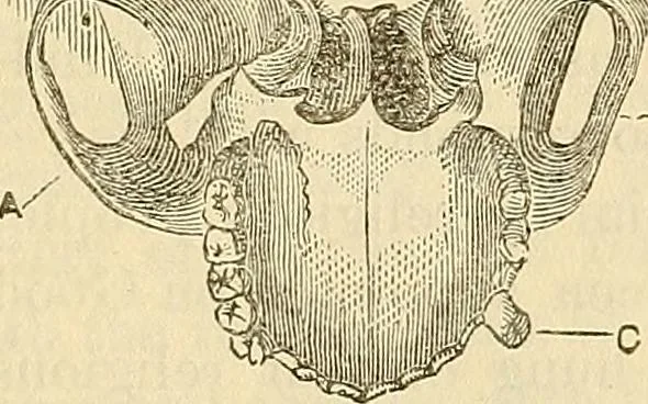 An illustration from Human science or phrenology. Its principles, proofs, faculties, organs, temperaments, combinations, conditions, teachings, philosophies, etc., etc. as applied to health. Its value, laws, functions, organs, means, preservation, restoration, etc. Mental philosophy, human and self improvement, civilization, home country, commerce rights, duties, ethics, etc. God, His existence, attributes, laws, worship, natural theology, etc. Immortality, its evidences, conditions, relations to time, rewards, punishments, sin, faith, prayer, etc. Intellect, memory, juvenile and self education, literature, mental discipline, the senses, sciences, arts, avocations, a perfect life, etc., etc, 1880, leaf 337