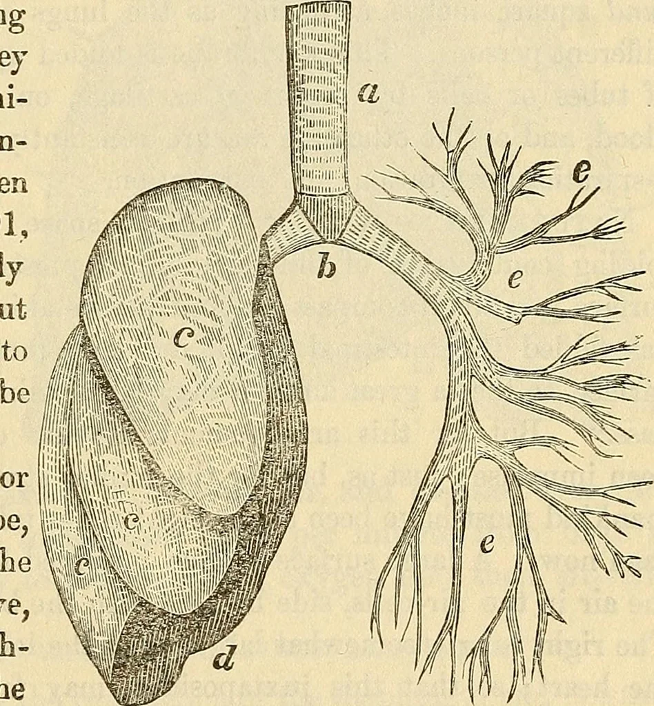 An illustration from Human science or phrenology. Its principles, proofs, faculties, organs, temperaments, combinations, conditions, teachings, philosophies, etc., etc. as applied to health. Its value, laws, functions, organs, means, preservation, restoration, etc. Mental philosophy, human and self improvement, civilization, home country, commerce rights, duties, ethics, etc. God, His existence, attributes, laws, worship, natural theology, etc. Immortality, its evidences, conditions, relations to time, rewards, punishments, sin, faith, prayer, etc. Intellect, memory, juvenile and self education, literature, mental discipline, the senses, sciences, arts, avocations, a perfect life, etc., etc, 1880, leaf 392