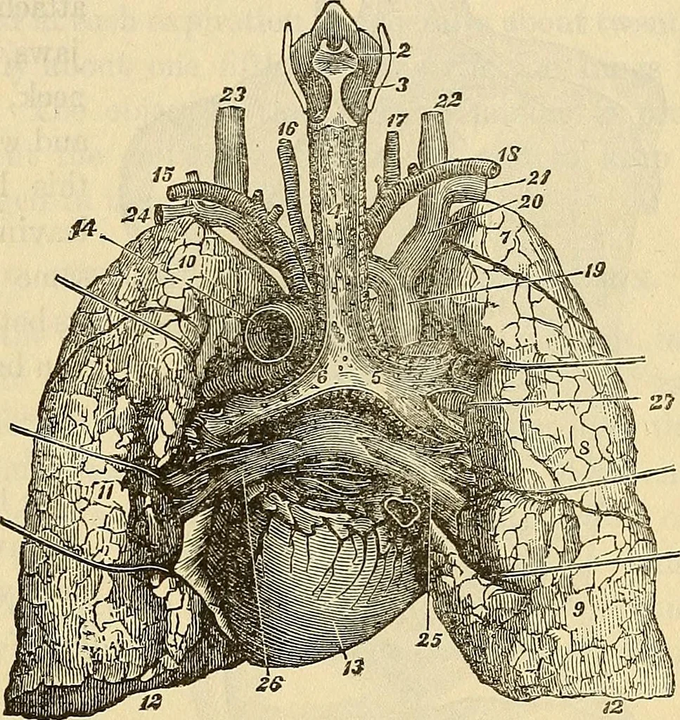 An illustration from Human science or phrenology. Its principles, proofs, faculties, organs, temperaments, combinations, conditions, teachings, philosophies, etc., etc. as applied to health. Its value, laws, functions, organs, means, preservation, restoration, etc. Mental philosophy, human and self improvement, civilization, home country, commerce rights, duties, ethics, etc. God, His existence, attributes, laws, worship, natural theology, etc. Immortality, its evidences, conditions, relations to time, rewards, punishments, sin, faith, prayer, etc. Intellect, memory, juvenile and self education, literature, mental discipline, the senses, sciences, arts, avocations, a perfect life, etc., etc, 1880, leaf 394