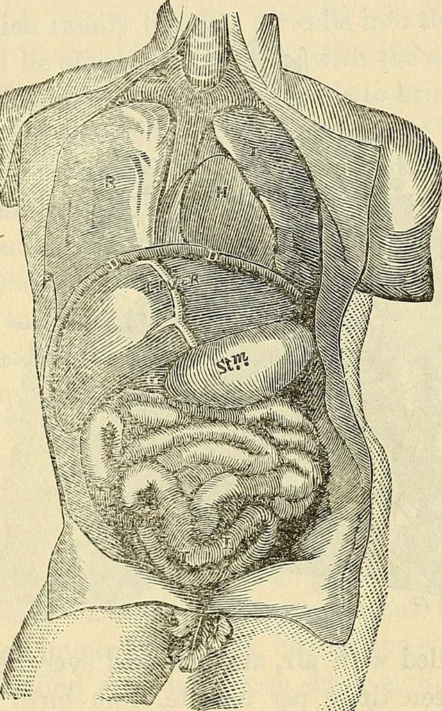 An illustration from Human science or phrenology. Its principles, proofs, faculties, organs, temperaments, combinations, conditions, teachings, philosophies, etc., etc. as applied to health. Its value, laws, functions, organs, means, preservation, restoration, etc. Mental philosophy, human and self improvement, civilization, home country, commerce rights, duties, ethics, etc. God, His existence, attributes, laws, worship, natural theology, etc. Immortality, its evidences, conditions, relations to time, rewards, punishments, sin, faith, prayer, etc. Intellect, memory, juvenile and self education, literature, mental discipline, the senses, sciences, arts, avocations, a perfect life, etc., etc, 1880, leaf 395