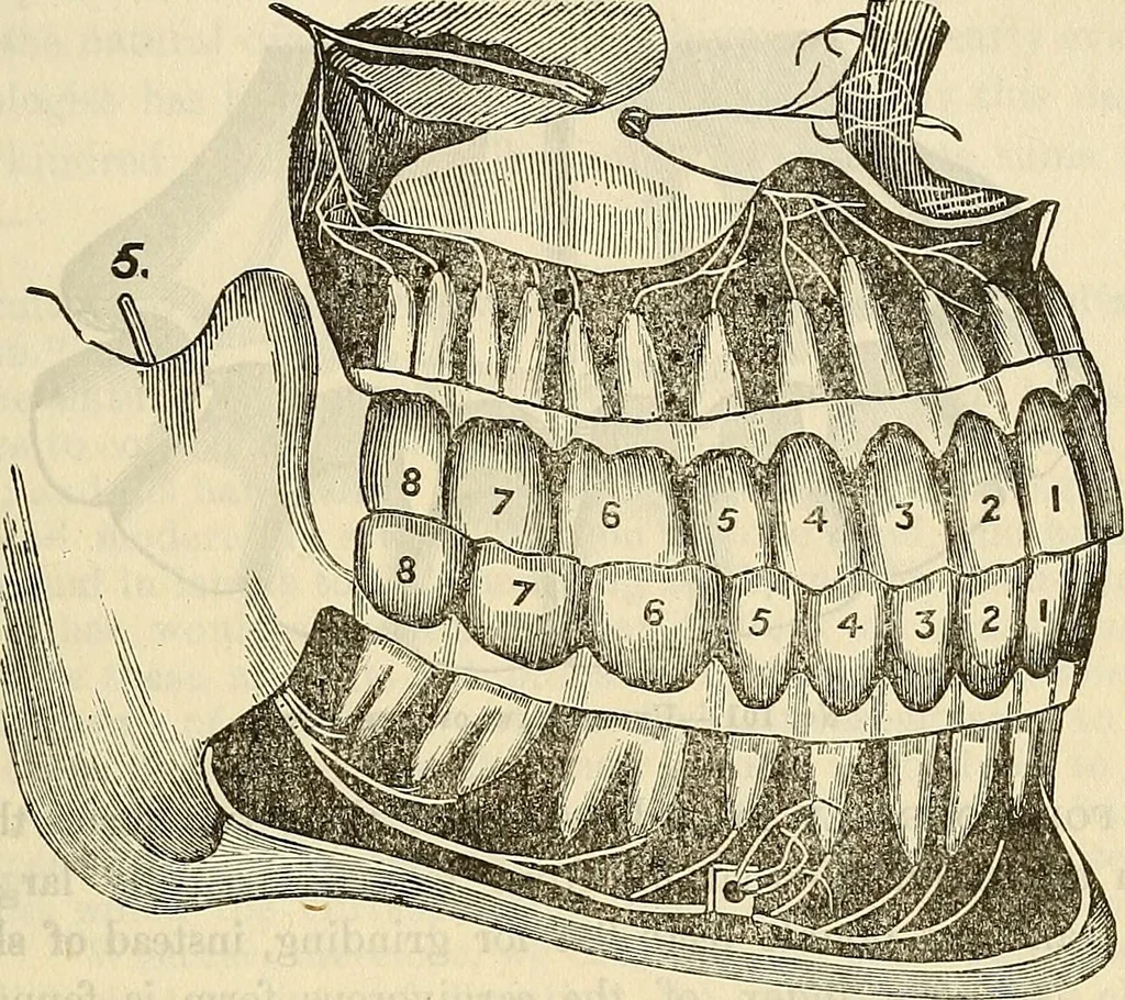 An illustration from Human science or phrenology. Its principles, proofs, faculties, organs, temperaments, combinations, conditions, teachings, philosophies, etc., etc. as applied to health. Its value, laws, functions, organs, means, preservation, restoration, etc. Mental philosophy, human and self improvement, civilization, home country, commerce rights, duties, ethics, etc. God, His existence, attributes, laws, worship, natural theology, etc. Immortality, its evidences, conditions, relations to time, rewards, punishments, sin, faith, prayer, etc. Intellect, memory, juvenile and self education, literature, mental discipline, the senses, sciences, arts, avocations, a perfect life, etc., etc, 1880, leaf 440