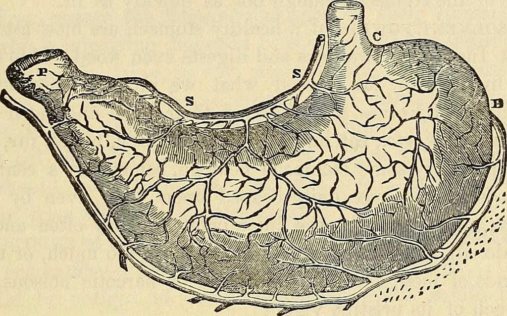 An illustration from Human science or phrenology. Its principles, proofs, faculties, organs, temperaments, combinations, conditions, teachings, philosophies, etc., etc. as applied to health. Its value, laws, functions, organs, means, preservation, restoration, etc. Mental philosophy, human and self improvement, civilization, home country, commerce rights, duties, ethics, etc. God, His existence, attributes, laws, worship, natural theology, etc. Immortality, its evidences, conditions, relations to time, rewards, punishments, sin, faith, prayer, etc. Intellect, memory, juvenile and self education, literature, mental discipline, the senses, sciences, arts, avocations, a perfect life, etc., etc, 1880, leaf 488