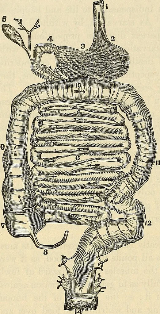 An illustration from Human science or phrenology. Its principles, proofs, faculties, organs, temperaments, combinations, conditions, teachings, philosophies, etc., etc. as applied to health. Its value, laws, functions, organs, means, preservation, restoration, etc. Mental philosophy, human and self improvement, civilization, home country, commerce rights, duties, ethics, etc. God, His existence, attributes, laws, worship, natural theology, etc. Immortality, its evidences, conditions, relations to time, rewards, punishments, sin, faith, prayer, etc. Intellect, memory, juvenile and self education, literature, mental discipline, the senses, sciences, arts, avocations, a perfect life, etc., etc, 1880, leaf 491