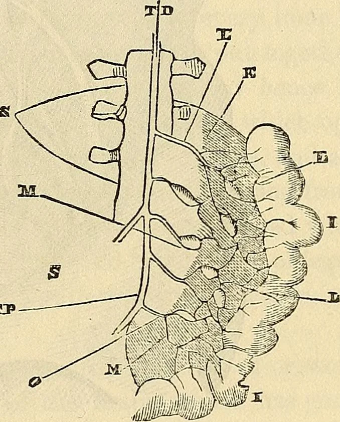 An illustration from Human science or phrenology. Its principles, proofs, faculties, organs, temperaments, combinations, conditions, teachings, philosophies, etc., etc. as applied to health. Its value, laws, functions, organs, means, preservation, restoration, etc. Mental philosophy, human and self improvement, civilization, home country, commerce rights, duties, ethics, etc. God, His existence, attributes, laws, worship, natural theology, etc. Immortality, its evidences, conditions, relations to time, rewards, punishments, sin, faith, prayer, etc. Intellect, memory, juvenile and self education, literature, mental discipline, the senses, sciences, arts, avocations, a perfect life, etc., etc, 1880, leaf 494