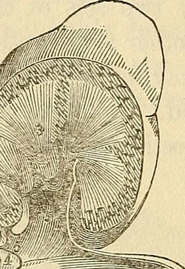 An illustration from Human science or phrenology. Its principles, proofs, faculties, organs, temperaments, combinations, conditions, teachings, philosophies, etc., etc. as applied to health. Its value, laws, functions, organs, means, preservation, restoration, etc. Mental philosophy, human and self improvement, civilization, home country, commerce rights, duties, ethics, etc. God, His existence, attributes, laws, worship, natural theology, etc. Immortality, its evidences, conditions, relations to time, rewards, punishments, sin, faith, prayer, etc. Intellect, memory, juvenile and self education, literature, mental discipline, the senses, sciences, arts, avocations, a perfect life, etc., etc, 1880, leaf 534