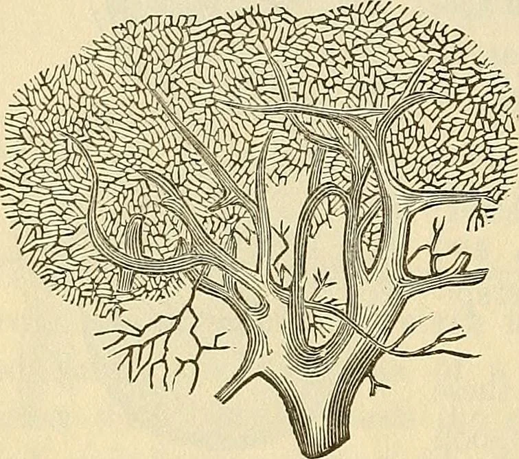 An illustration from Human science or phrenology. Its principles, proofs, faculties, organs, temperaments, combinations, conditions, teachings, philosophies, etc., etc. as applied to health. Its value, laws, functions, organs, means, preservation, restoration, etc. Mental philosophy, human and self improvement, civilization, home country, commerce rights, duties, ethics, etc. God, His existence, attributes, laws, worship, natural theology, etc. Immortality, its evidences, conditions, relations to time, rewards, punishments, sin, faith, prayer, etc. Intellect, memory, juvenile and self education, literature, mental discipline, the senses, sciences, arts, avocations, a perfect life, etc., etc, 1880, leaf 535