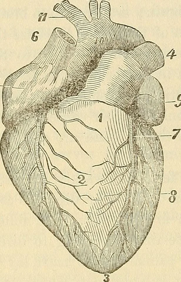 An illustration from Human science or phrenology. Its principles, proofs, faculties, organs, temperaments, combinations, conditions, teachings, philosophies, etc., etc. as applied to health. Its value, laws, functions, organs, means, preservation, restoration, etc. Mental philosophy, human and self improvement, civilization, home country, commerce rights, duties, ethics, etc. God, His existence, attributes, laws, worship, natural theology, etc. Immortality, its evidences, conditions, relations to time, rewards, punishments, sin, faith, prayer, etc. Intellect, memory, juvenile and self education, literature, mental discipline, the senses, sciences, arts, avocations, a perfect life, etc., etc, 1880, leaf 539