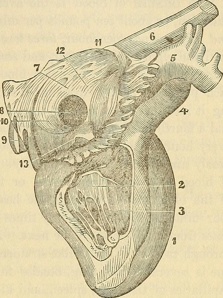 An illustration from Human science or phrenology. Its principles, proofs, faculties, organs, temperaments, combinations, conditions, teachings, philosophies, etc., etc. as applied to health. Its value, laws, functions, organs, means, preservation, restoration, etc. Mental philosophy, human and self improvement, civilization, home country, commerce rights, duties, ethics, etc. God, His existence, attributes, laws, worship, natural theology, etc. Immortality, its evidences, conditions, relations to time, rewards, punishments, sin, faith, prayer, etc. Intellect, memory, juvenile and self education, literature, mental discipline, the senses, sciences, arts, avocations, a perfect life, etc., etc, 1880, leaf 540