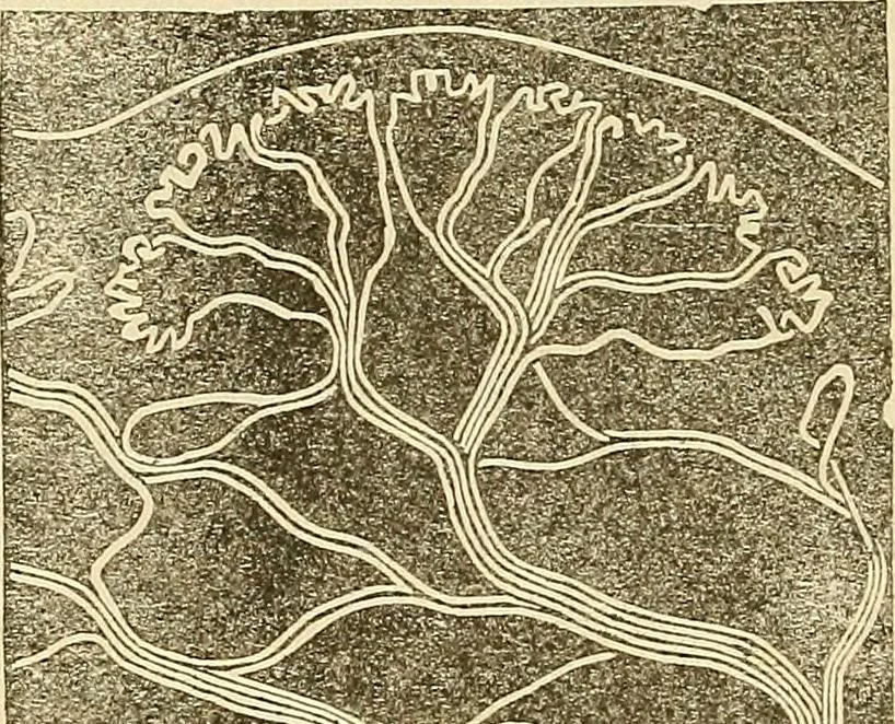 An illustration from Human science or phrenology. Its principles, proofs, faculties, organs, temperaments, combinations, conditions, teachings, philosophies, etc., etc. as applied to health. Its value, laws, functions, organs, means, preservation, restoration, etc. Mental philosophy, human and self improvement, civilization, home country, commerce rights, duties, ethics, etc. God, His existence, attributes, laws, worship, natural theology, etc. Immortality, its evidences, conditions, relations to time, rewards, punishments, sin, faith, prayer, etc. Intellect, memory, juvenile and self education, literature, mental discipline, the senses, sciences, arts, avocations, a perfect life, etc., etc, 1880, leaf 557