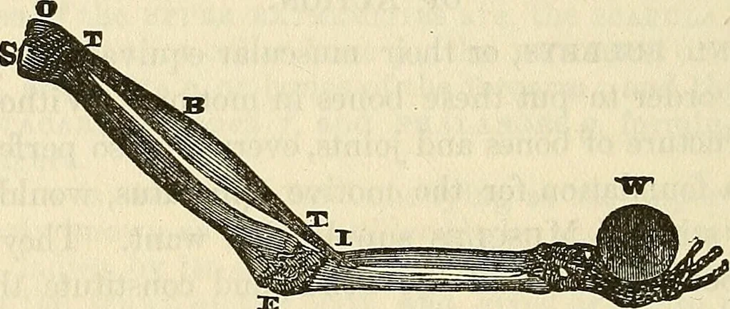 An illustration from Human science or phrenology. Its principles, proofs, faculties, organs, temperaments, combinations, conditions, teachings, philosophies, etc., etc. as applied to health. Its value, laws, functions, organs, means, preservation, restoration, etc. Mental philosophy, human and self improvement, civilization, home country, commerce rights, duties, ethics, etc. God, His existence, attributes, laws, worship, natural theology, etc. Immortality, its evidences, conditions, relations to time, rewards, punishments, sin, faith, prayer, etc. Intellect, memory, juvenile and self education, literature, mental discipline, the senses, sciences, arts, avocations, a perfect life, etc., etc, 1880, leaf 585