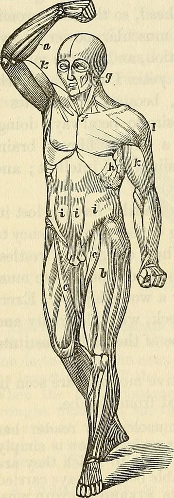 An illustration from Human science or phrenology. Its principles, proofs, faculties, organs, temperaments, combinations, conditions, teachings, philosophies, etc., etc. as applied to health. Its value, laws, functions, organs, means, preservation, restoration, etc. Mental philosophy, human and self improvement, civilization, home country, commerce rights, duties, ethics, etc. God, His existence, attributes, laws, worship, natural theology, etc. Immortality, its evidences, conditions, relations to time, rewards, punishments, sin, faith, prayer, etc. Intellect, memory, juvenile and self education, literature, mental discipline, the senses, sciences, arts, avocations, a perfect life, etc., etc, 1880, leaf 587