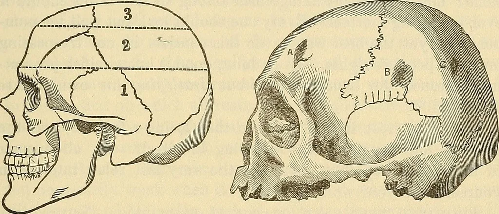 An illustration from Human science or phrenology. Its principles, proofs, faculties, organs, temperaments, combinations, conditions, teachings, philosophies, etc., etc. as applied to health. Its value, laws, functions, organs, means, preservation, restoration, etc. Mental philosophy, human and self improvement, civilization, home country, commerce rights, duties, ethics, etc. God, His existence, attributes, laws, worship, natural theology, etc. Immortality, its evidences, conditions, relations to time, rewards, punishments, sin, faith, prayer, etc. Intellect, memory, juvenile and self education, literature, mental discipline, the senses, sciences, arts, avocations, a perfect life, etc., etc, 1880, leaf 648