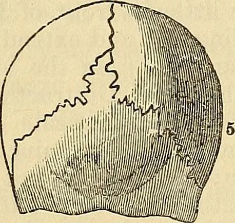 An illustration from Human science or phrenology. Its principles, proofs, faculties, organs, temperaments, combinations, conditions, teachings, philosophies, etc., etc. as applied to health. Its value, laws, functions, organs, means, preservation, restoration, etc. Mental philosophy, human and self improvement, civilization, home country, commerce rights, duties, ethics, etc. God, His existence, attributes, laws, worship, natural theology, etc. Immortality, its evidences, conditions, relations to time, rewards, punishments, sin, faith, prayer, etc. Intellect, memory, juvenile and self education, literature, mental discipline, the senses, sciences, arts, avocations, a perfect life, etc., etc, 1880, leaf 670