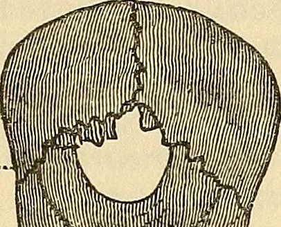 An illustration from Human science or phrenology. Its principles, proofs, faculties, organs, temperaments, combinations, conditions, teachings, philosophies, etc., etc. as applied to health. Its value, laws, functions, organs, means, preservation, restoration, etc. Mental philosophy, human and self improvement, civilization, home country, commerce rights, duties, ethics, etc. God, His existence, attributes, laws, worship, natural theology, etc. Immortality, its evidences, conditions, relations to time, rewards, punishments, sin, faith, prayer, etc. Intellect, memory, juvenile and self education, literature, mental discipline, the senses, sciences, arts, avocations, a perfect life, etc., etc, 1880, leaf 670