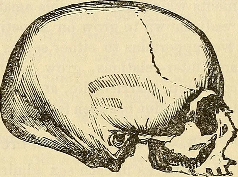 An illustration from Human science or phrenology. Its principles, proofs, faculties, organs, temperaments, combinations, conditions, teachings, philosophies, etc., etc. as applied to health. Its value, laws, functions, organs, means, preservation, restoration, etc. Mental philosophy, human and self improvement, civilization, home country, commerce rights, duties, ethics, etc. God, His existence, attributes, laws, worship, natural theology, etc. Immortality, its evidences, conditions, relations to time, rewards, punishments, sin, faith, prayer, etc. Intellect, memory, juvenile and self education, literature, mental discipline, the senses, sciences, arts, avocations, a perfect life, etc., etc, 1880, leaf 702