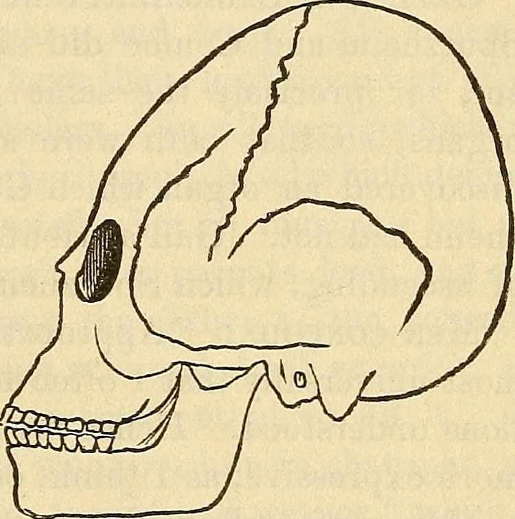 An illustration from Human science or phrenology. Its principles, proofs, faculties, organs, temperaments, combinations, conditions, teachings, philosophies, etc., etc. as applied to health. Its value, laws, functions, organs, means, preservation, restoration, etc. Mental philosophy, human and self improvement, civilization, home country, commerce rights, duties, ethics, etc. God, His existence, attributes, laws, worship, natural theology, etc. Immortality, its evidences, conditions, relations to time, rewards, punishments, sin, faith, prayer, etc. Intellect, memory, juvenile and self education, literature, mental discipline, the senses, sciences, arts, avocations, a perfect life, etc., etc, 1880, leaf 770